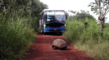 Tortuga-Galápagos-Bus-Ecuador